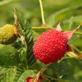 Džem za princeze: recepti za kuvanje kod kuće